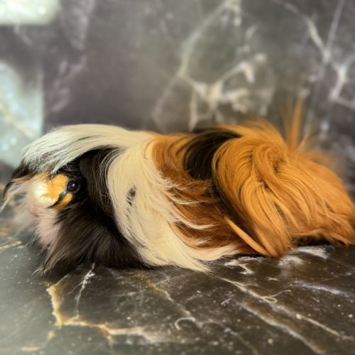 Cochon d’inde de race #5