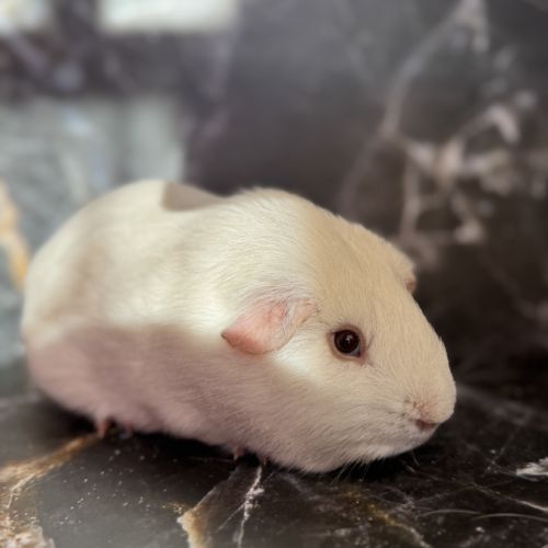 Cochon d’inde de race #7