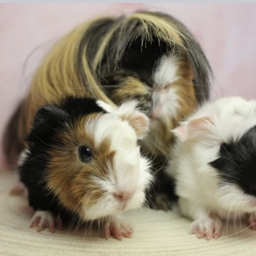 Cochon d’inde de race #9