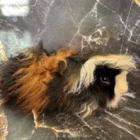 Cochon d’inde de race #2