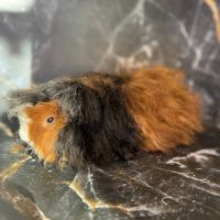 Cochon d’inde de race #4