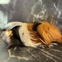 Cochon d’inde de race #5