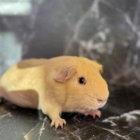 Cochon d’inde de race #6