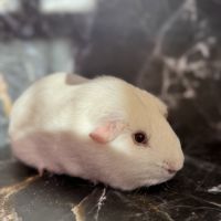 Cochon d’inde de race #7