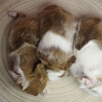 Cochon d’inde de race #0