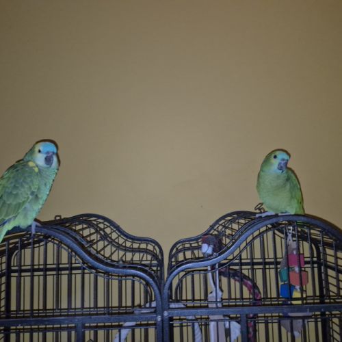 Amazones 1an et demi #0