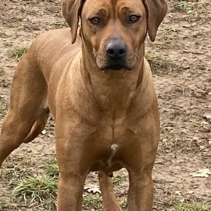 Chiots rhodesian ridgeback #1