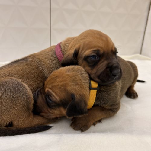 Chiots rhodesian ridgeback #3