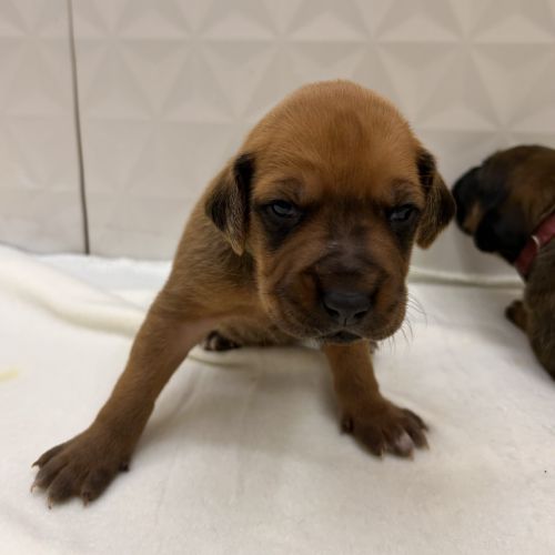 Chiots rhodesian ridgeback #4