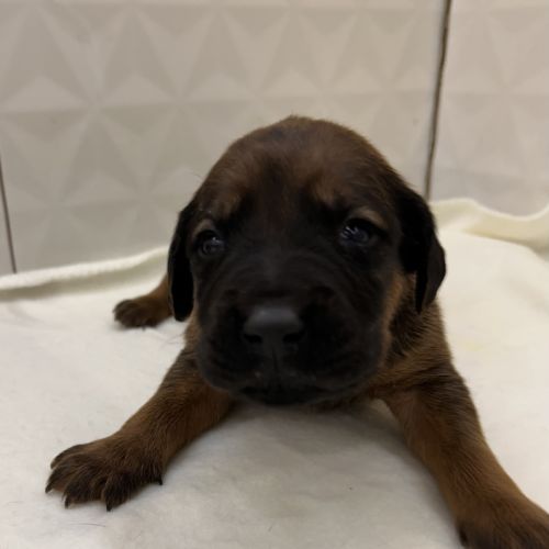 Chiots rhodesian ridgeback #6