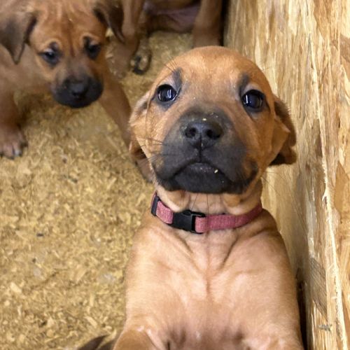 Chiots rhodesian ridgeback #3