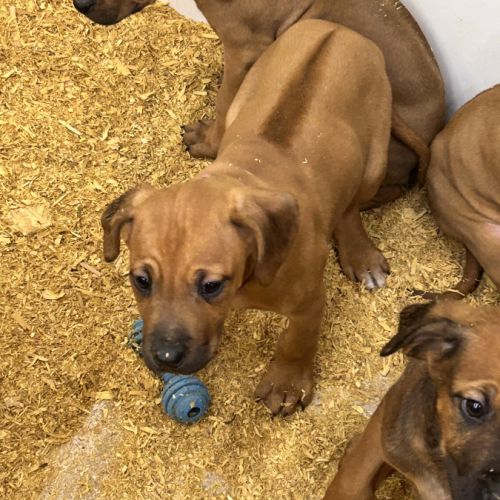 Chiots rhodesian ridgeback #4