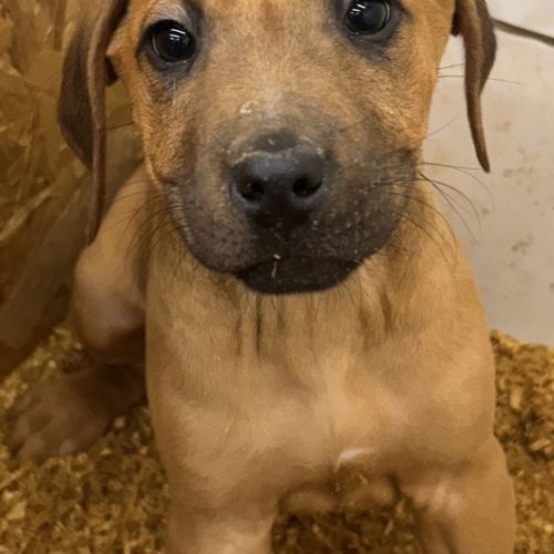 Chiots rhodesian ridgeback #5