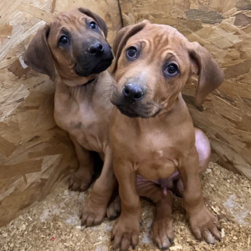 Chiots rhodesian ridgeback #6