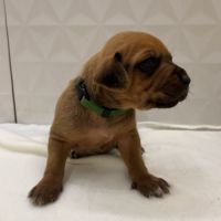Chiots rhodesian ridgeback #5