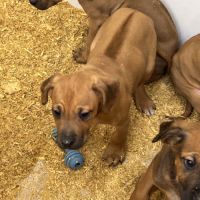 Chiots rhodesian ridgeback #4