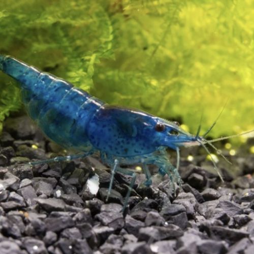 Crevettes bleu #2