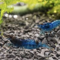 Crevettes bleu #0