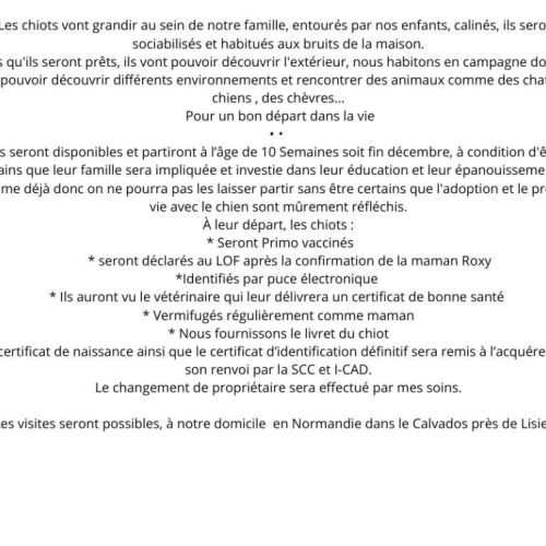 Chiot apparence berger australien #2