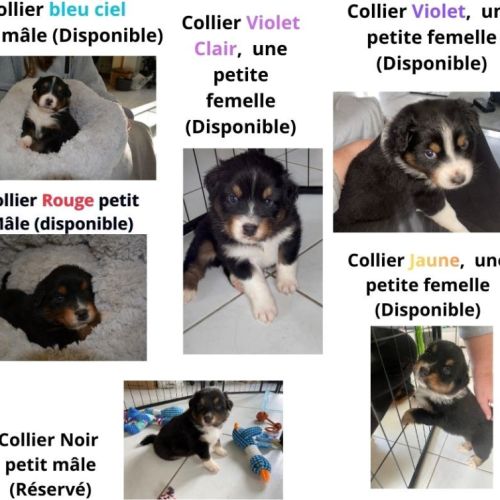 Chiot apparence berger australien #3