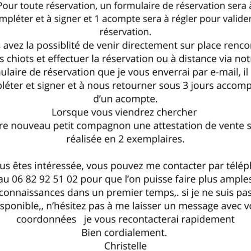 Chiot apparence berger australien #4