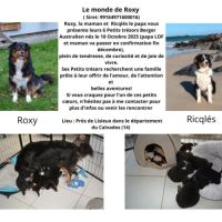 Chiot apparence berger australien #0