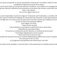 Chiot apparence berger australien #2