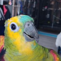 Amazone front bleu #2