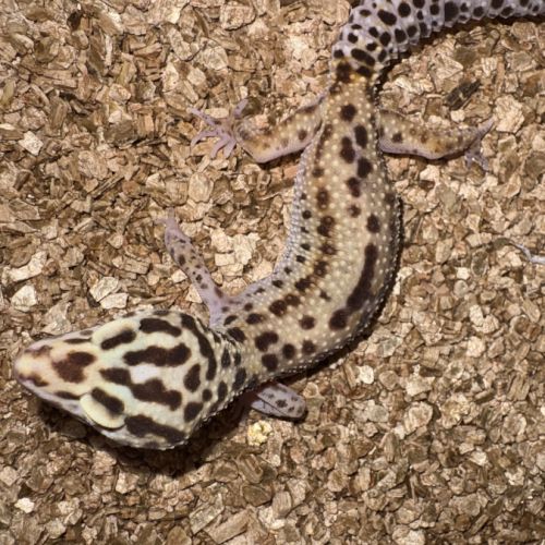 Gecko léopard
