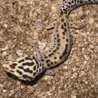 Gecko léopard