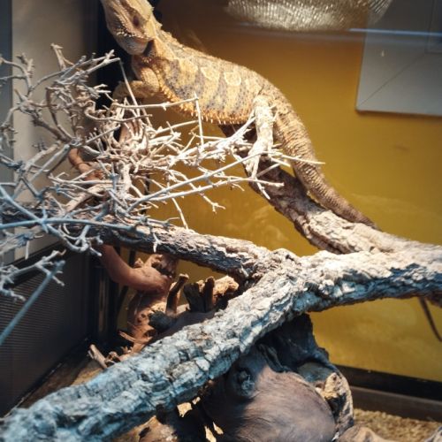 Don pogona femelle 2 ans et demi #1