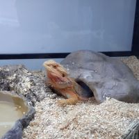 Don pogona femelle 2 ans et demi #0