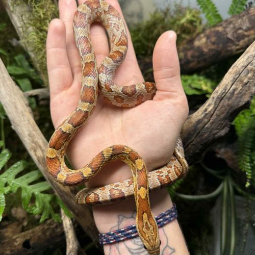 Femelle pantherophis guttatus classic