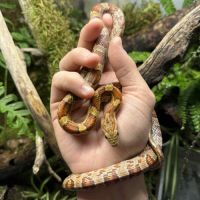Femelle pantherophis guttatus classic #1