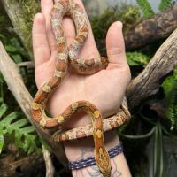 Femelle pantherophis guttatus classic