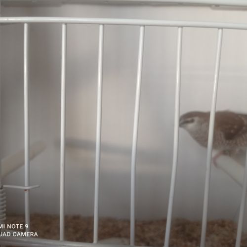 Femelle diamant modeste #1