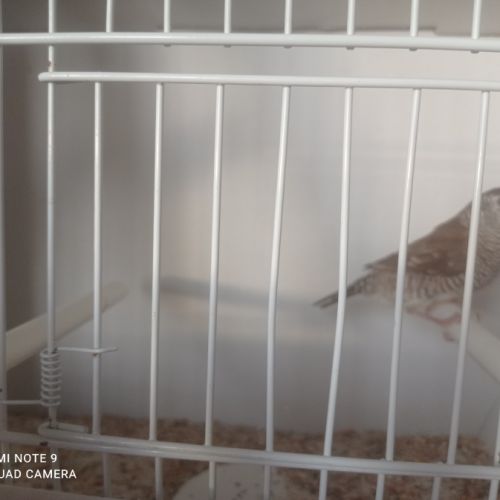 Femelle diamant modeste