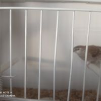 Femelle diamant modeste #1