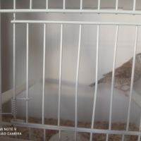 Femelle diamant modeste #0