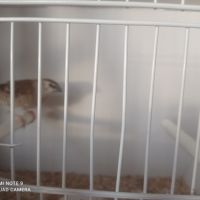 Femelle diamant modeste #3