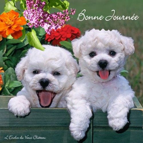 Chiot femelle bichon disponible #0