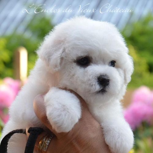 Chiot femelle bichon disponible #2