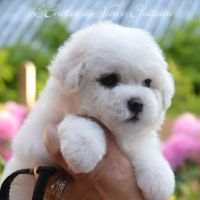 Chiot femelle bichon disponible #2