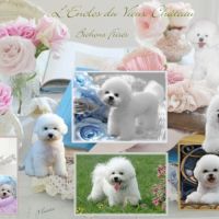 Chiot femelle bichon disponible #3