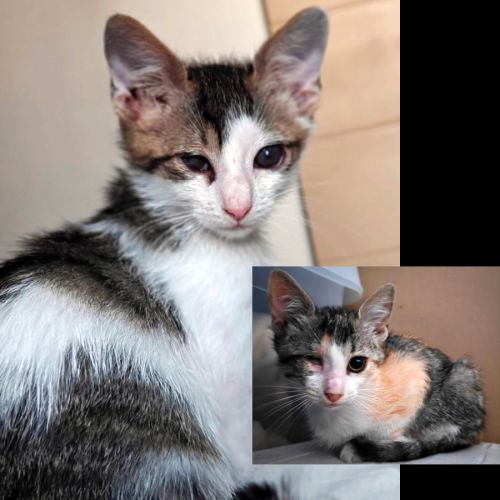 Sollie & tonio, deux petits super-héros