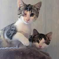 Sollie & tonio, deux petits super-héros