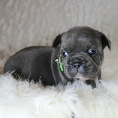 Chiots bouledogue français bleus #1