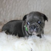 Chiots bouledogue français bleus #1