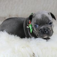 Chiots bouledogue français bleus #2