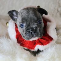 Chiots bouledogue français bleus #3